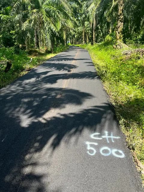 Road surface through the plantation area.