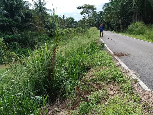 Riverbank and adjoining road area.